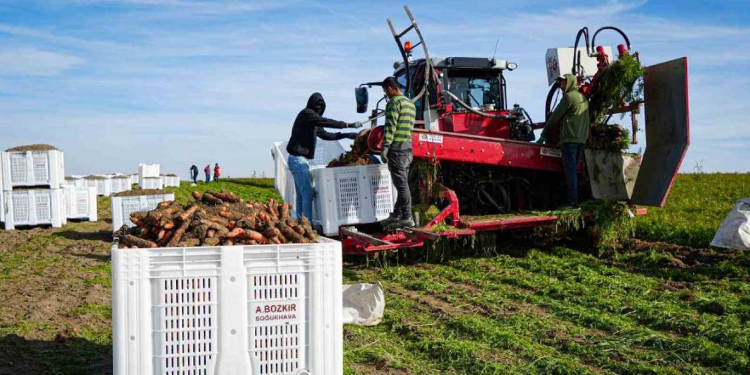 Ankara’da yoğun mesaili hasat vakti! Dönüm başına 10 ton verim bekleniyor: ‘Kalitesi, albenisi, tadı çok farklı’ 1